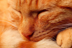 Je li vrijedno brinuti ako mačić ima suhi nos?